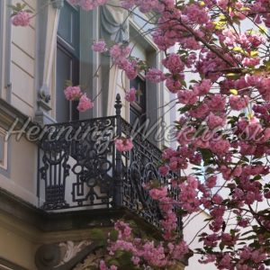balcony behind blossoms of a cherry tree - Henning Wiekhorst