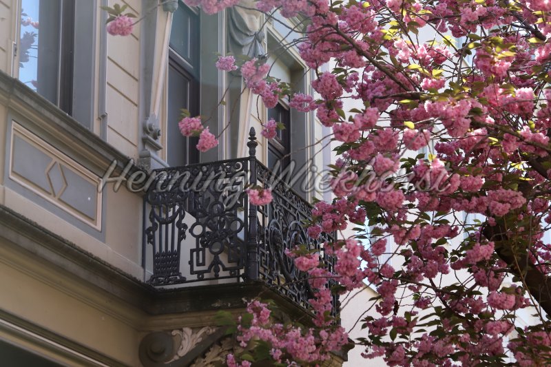 balcony behind blossoms of a cherry tree - Henning Wiekhorst