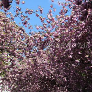blooming cherry tree in spring - Henning Wiekhorst