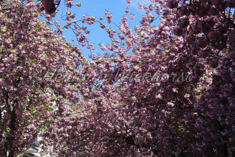 blooming cherry tree in spring - Henning Wiekhorst