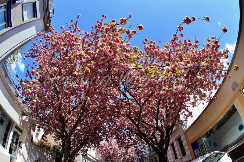 blossom tree in the city - Henning Wiekhorst