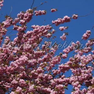 branches of a cherry tree with pink blossoms on blue sky - Henning Wiekhorst