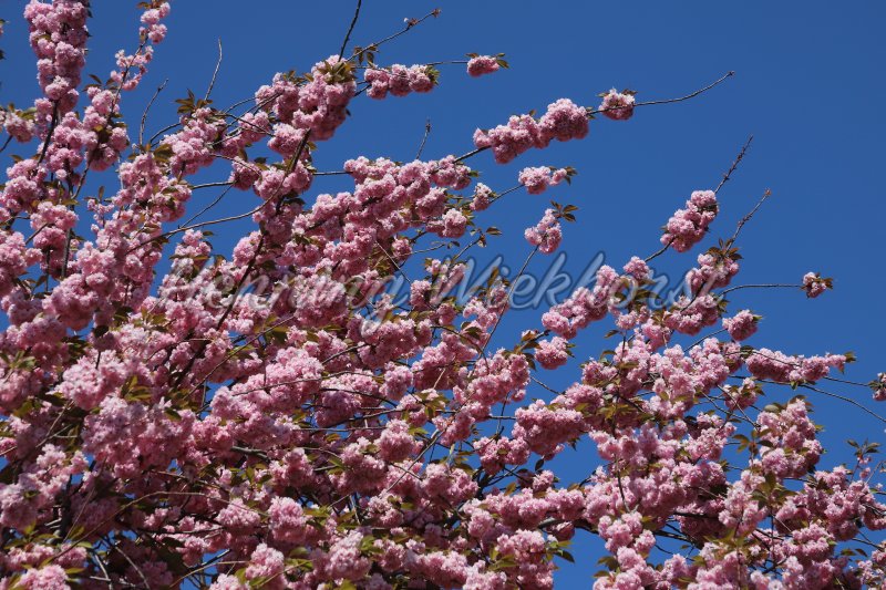 branches of a cherry tree with pink blossoms on blue sky - Henning Wiekhorst