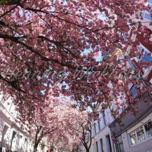 cherry blossom in downtown - Henning Wiekhorst