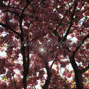pink cherry blossom in the sunlight - Henning Wiekhorst