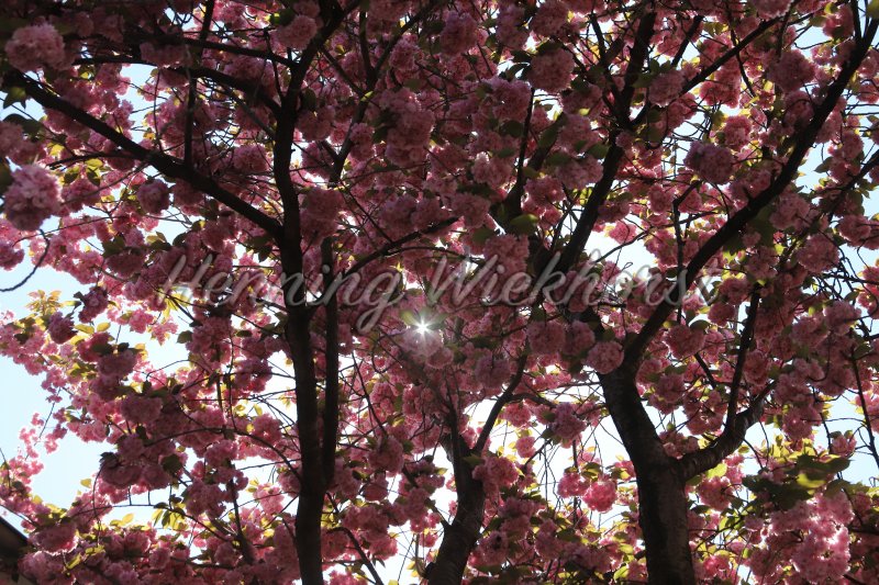 pink cherry blossom in the sunlight - Henning Wiekhorst