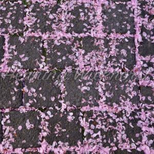 pink leaves of cherry tree blossoms on cobble stone - Henning Wiekhorst